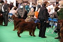 Crufts2011 684